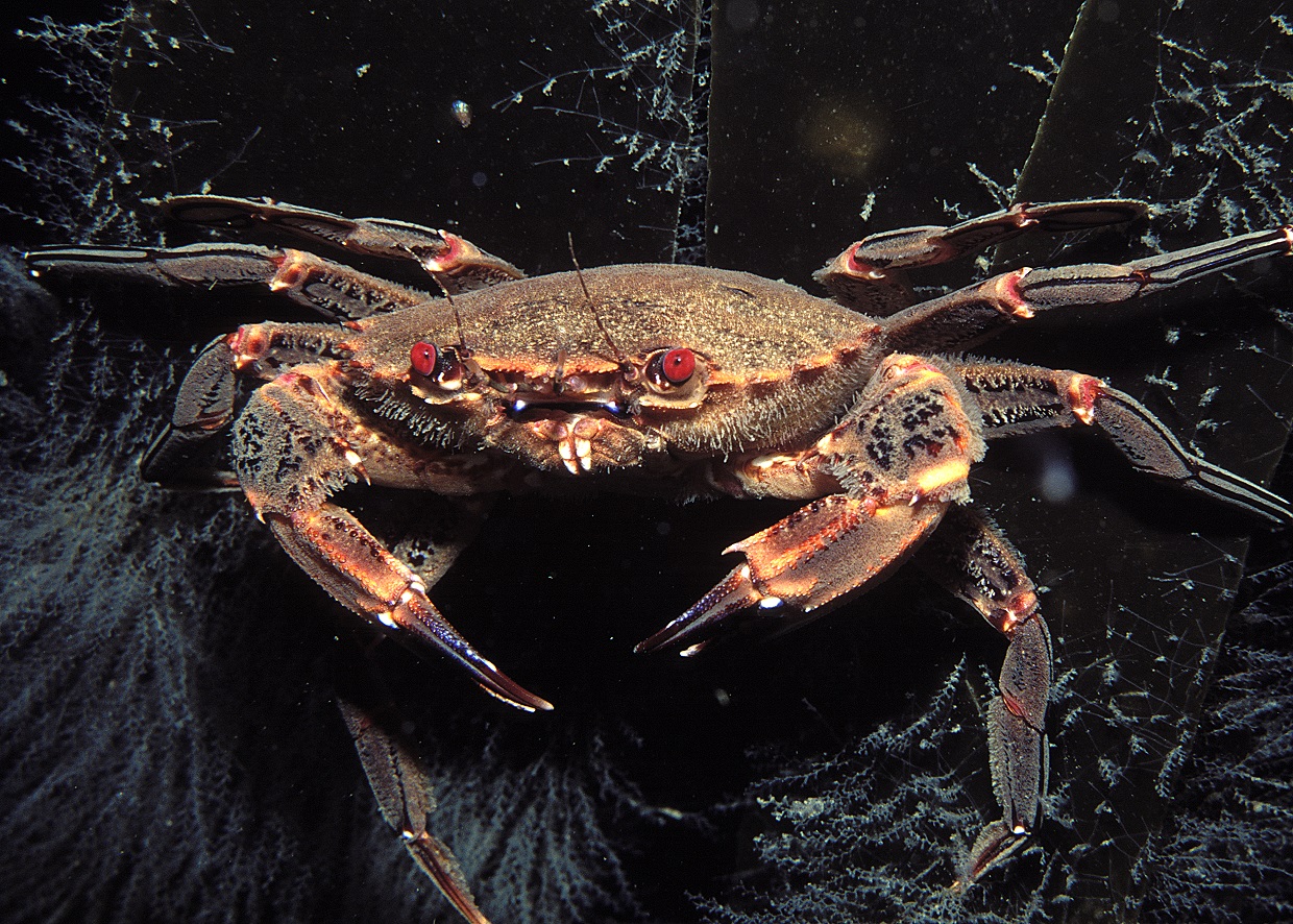 Crab at Ilfracombe Aquarium