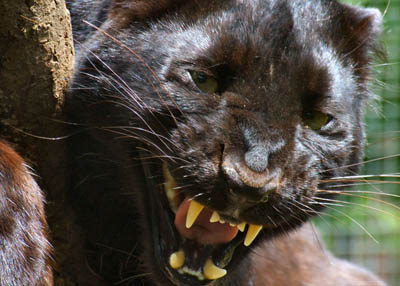 Black Panther at Exmoor Zoo