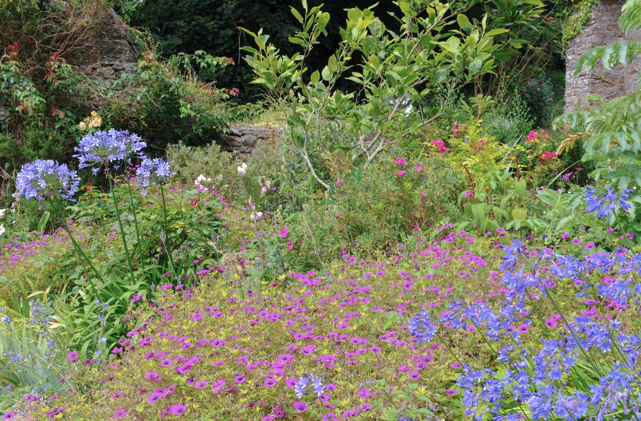 Colourful Display of Pink Asters and Agapanthus growing in a Flowerbed at Hartland Abbey, Devon, England, UK