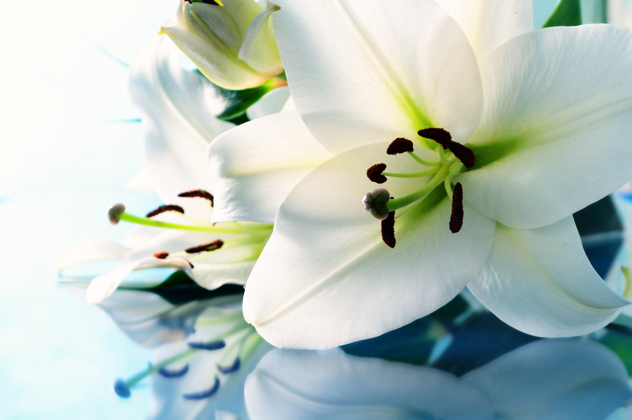 Lily flower, funeral wake