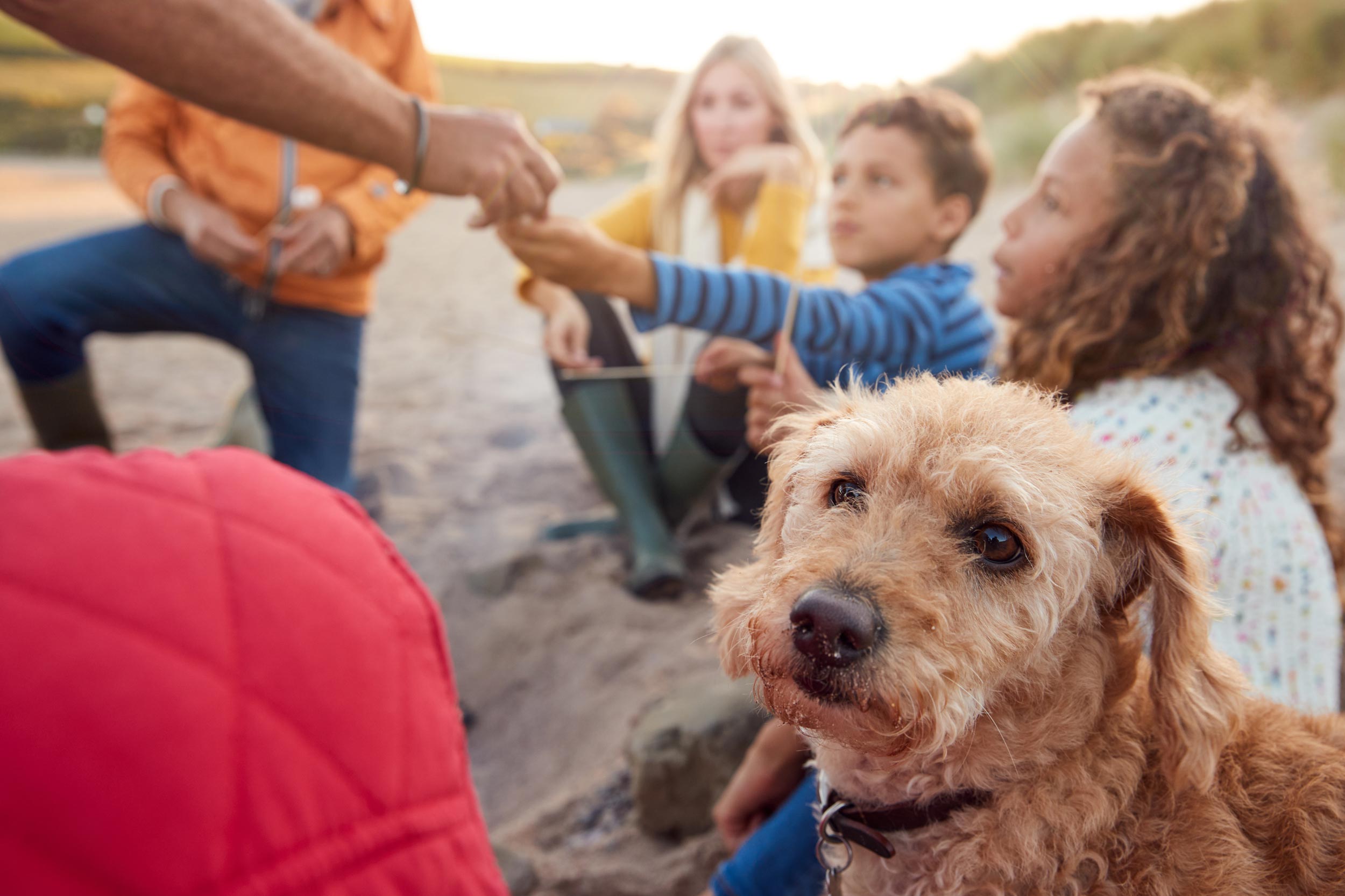 Family on holiday in North Devon with dog on beach