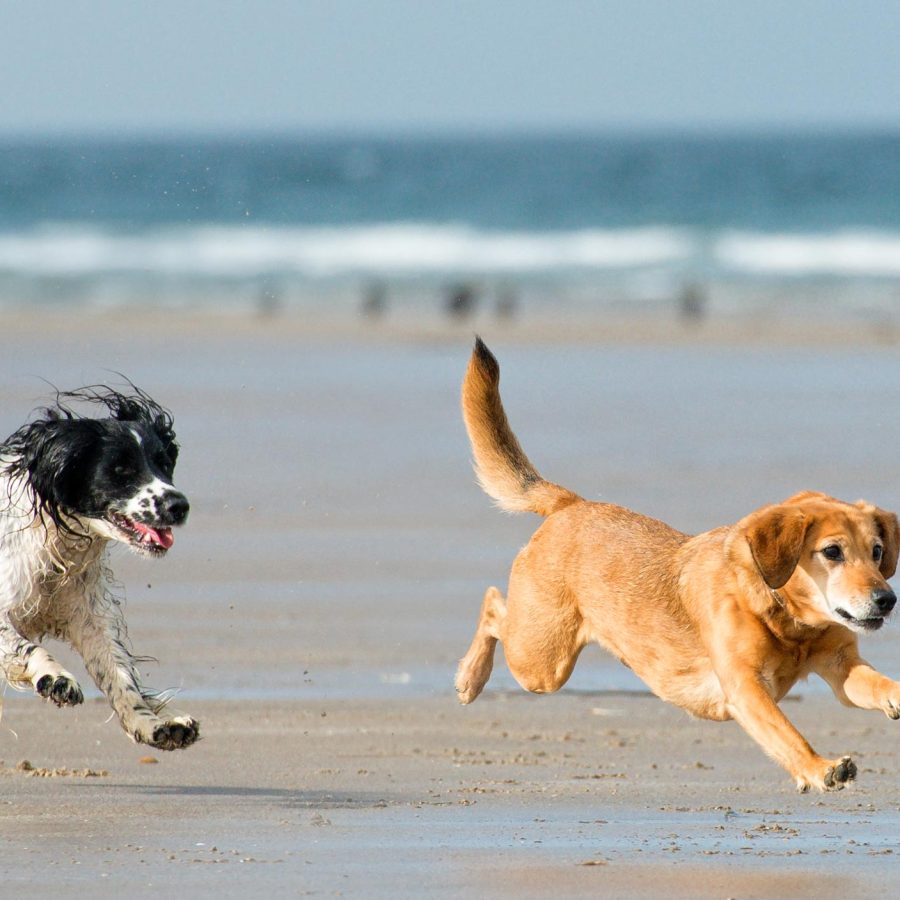 two dogs chasing ball on Westward Ho! Beach in North Devon