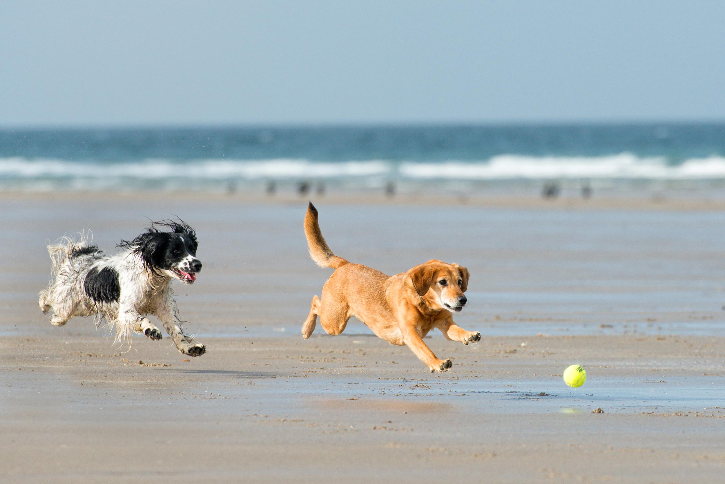 two dogs chasing ball on Westward Ho! Beach in North Devon