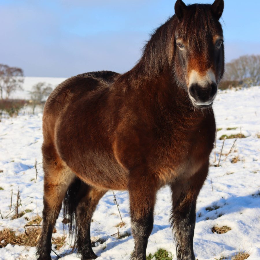 An Exmoor Pony in a snowy field in Devon